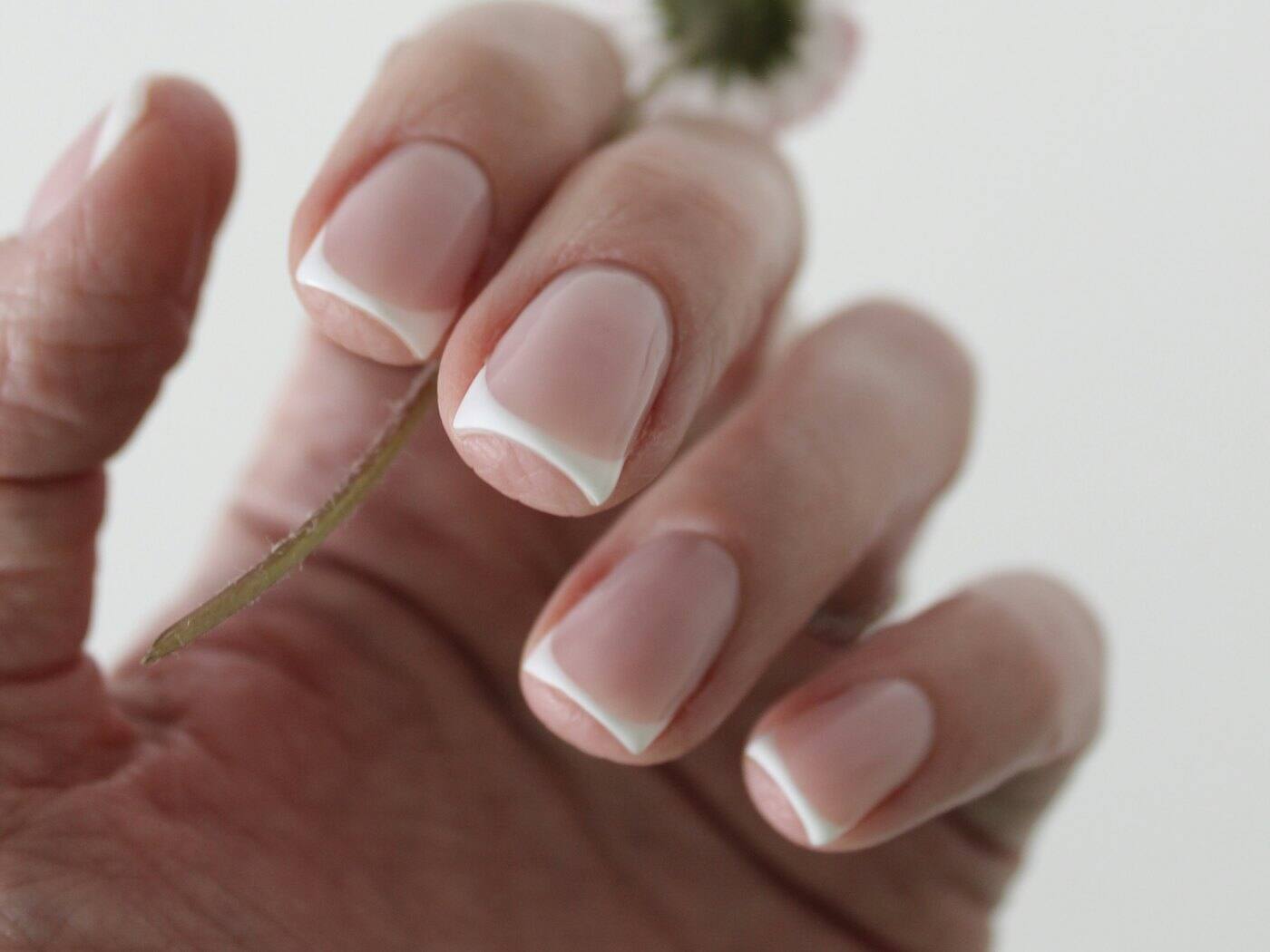 Hand with a French manicure holding a small white flower